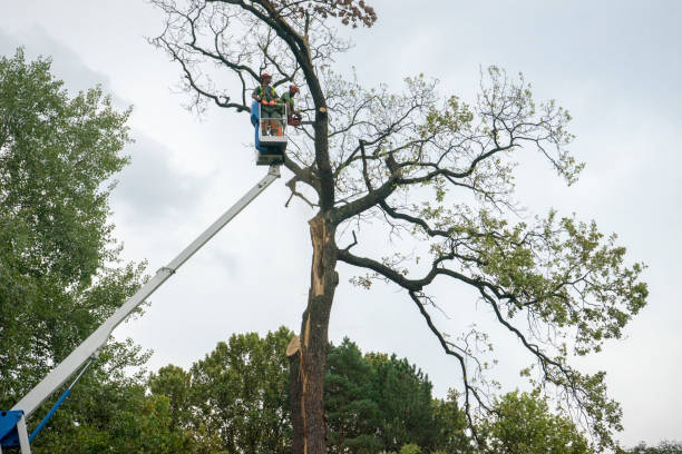 How Our Tree Care Process Works  in  Floral Park, NY